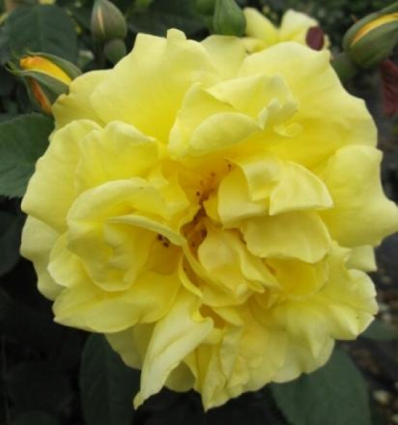 Kletterrose Golden Gate